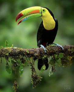 Ramphastos sulfuratus