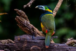 utils/thumbs/Ramphastidae/Selenidera_MuyvVMC3NTKhQdRrTFWx6D.jpg