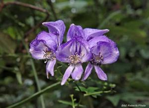 Aconitum uncinatum