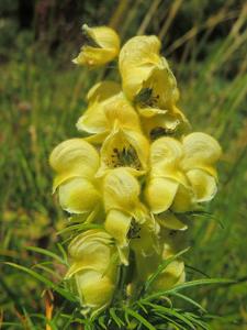 Aconitum anthora