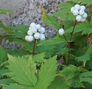 Actaea rubra f. neglecta