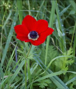 Anemone coronaria