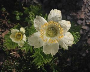 Pulsatilla occidentalis
