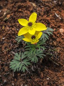 Anemone gortschakowii
