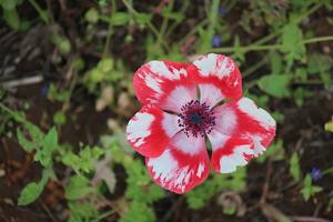 Anemone coronaria