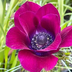 Anemone coronaria