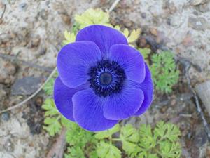 Anemone coronaria