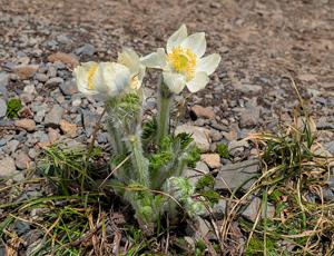Pulsatilla occidentalis