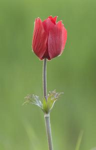 Anemone coronaria