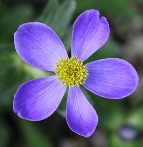 utils/thumbs/Ranunculaceae/Anemone_j5n7aTn7qGQEZ6oQrzEzsq.jpg