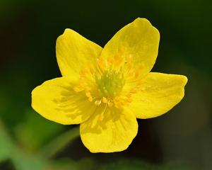 Anemonoides ranunculoides