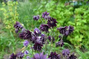 Aquilegia vulgaris