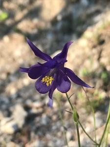Aquilegia einseleana