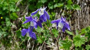 Aquilegia olympica