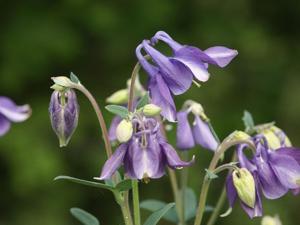 Aquilegia vulgaris