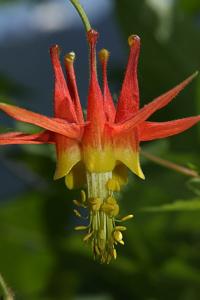 Aquilegia formosa