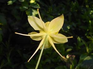 Aquilegia chrysantha