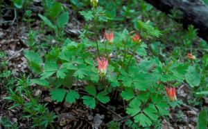 Aquilegia elegantula