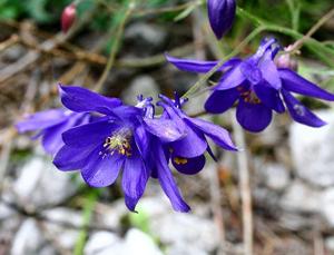 Aquilegia einseleana