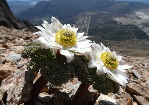 Callianthemoides semiverticillata