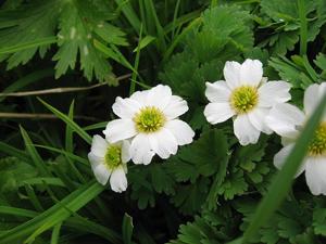 utils/thumbs/Ranunculaceae/Callianthemum_BPzZ4Uq8XQHUiUa8M69EEZ.jpg
