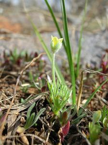 Ranunculus testiculatus