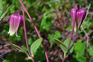 Clematis reticulata
