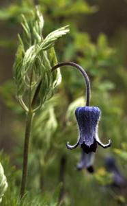 Clematis hirsutissima