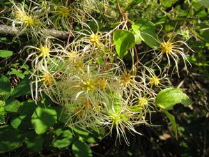 Clematis glycinoides