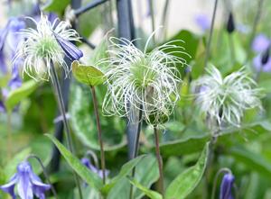 Clematis integrifolia