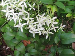 Clematis virginiana