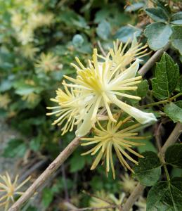Clematis pauciflora