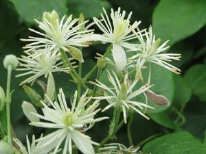 Clematis vitalba