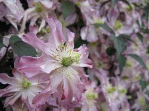 Clematis montana