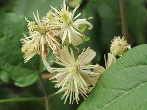 Clematis vitalba