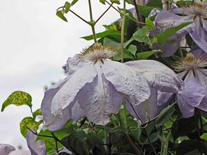Clematis macropetala