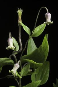 Clematis ochroleuca