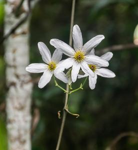Clematis paniculata
