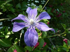 Clematis integrifolia