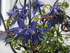 Clematis macropetala