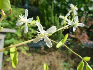 Clematis terniflora