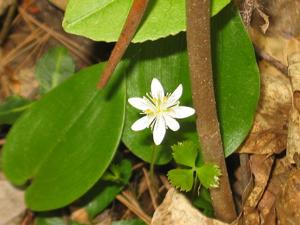 Coptis trifolia subsp. groenlandica