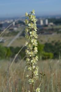 Delphinium semibarbatum