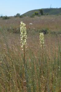 Delphinium semibarbatum