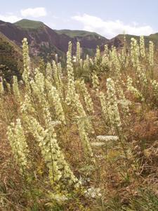Delphinium semibarbatum