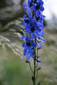 Delphinium elatum