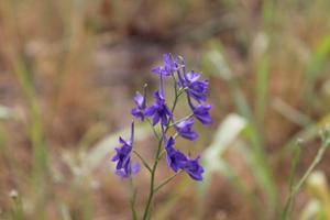 Delphinium consolida