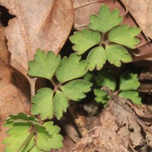 Dichocarpum trachyspermum