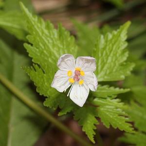 Dichocarpum stoloniferum