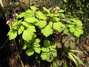 Dichocarpum nipponicum